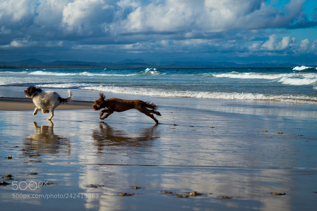 Sony SLT-A58 sample photo. Dogs' coast lifestyle photography