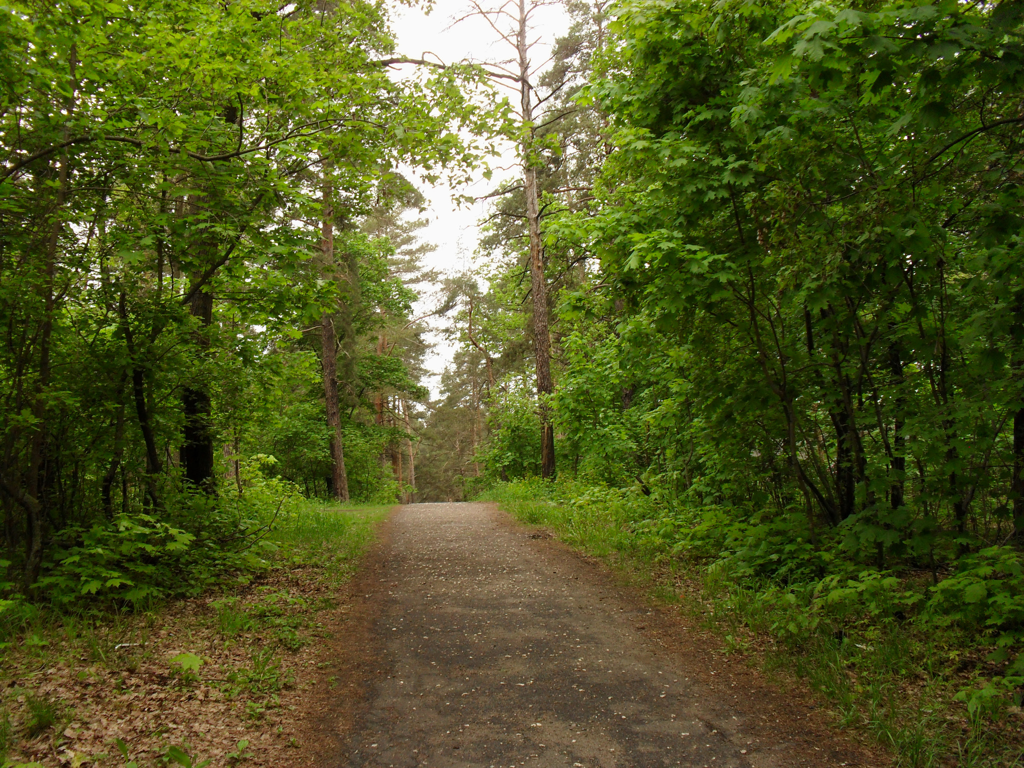 Samsung ES60 / VLUU ES60 /  SL105 /  ES63 sample photo. Spring forest. photography