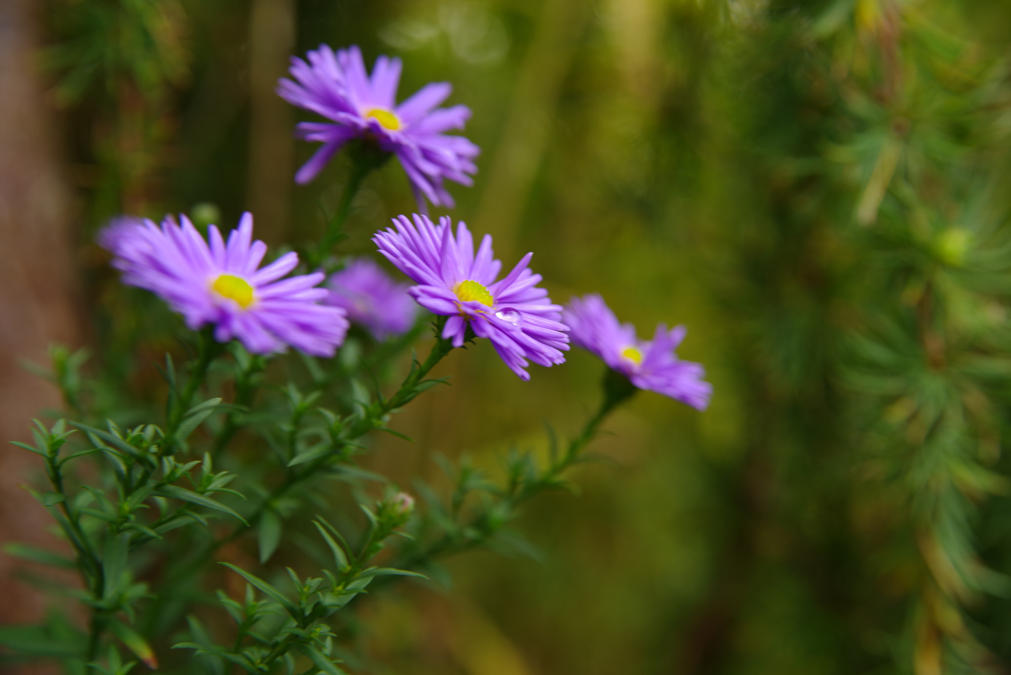 Pentax K-1 sample photo. Flowers photography