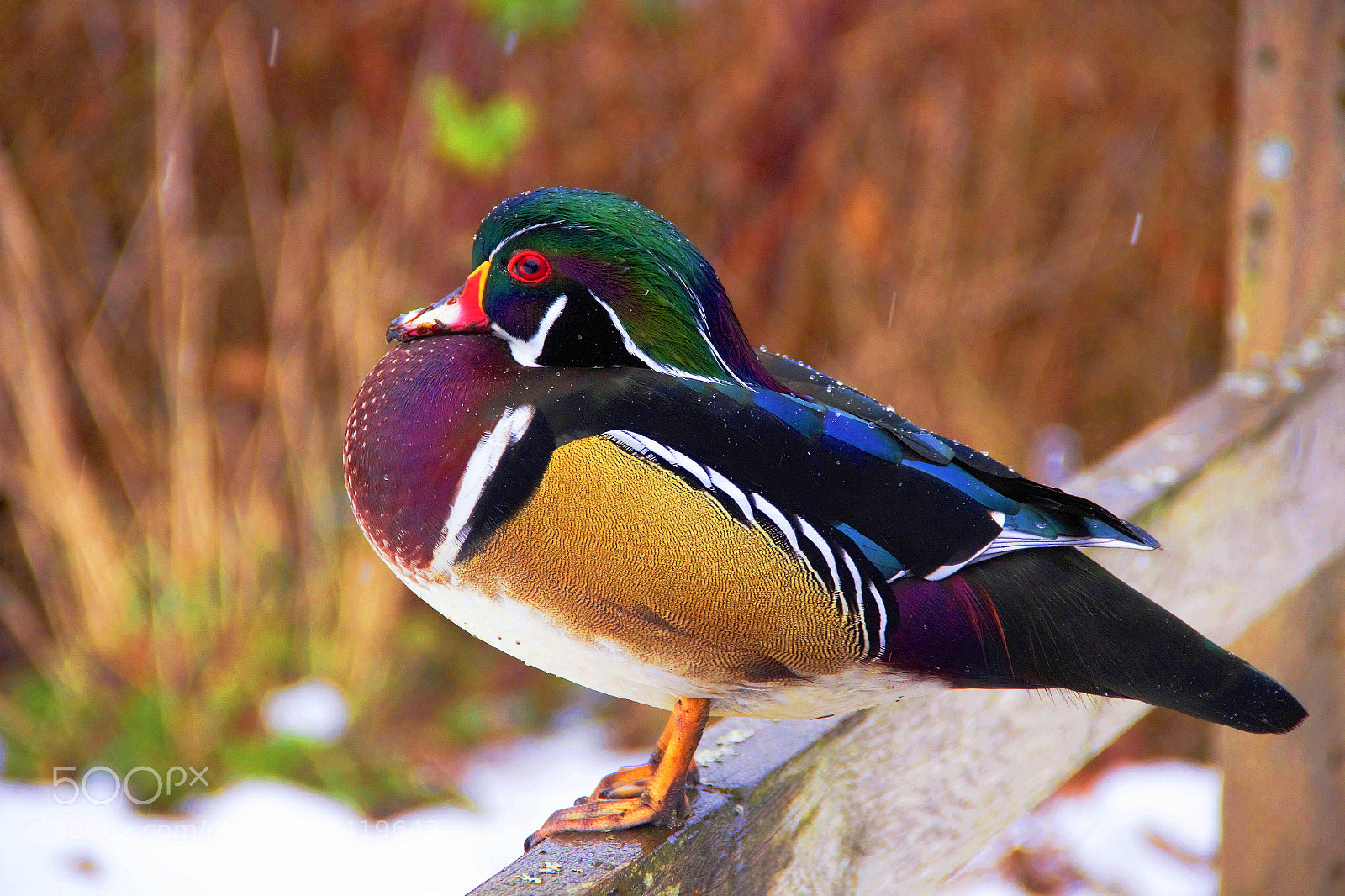 Canon EOS 60D sample photo. Wood duck-鸳鸯 photography