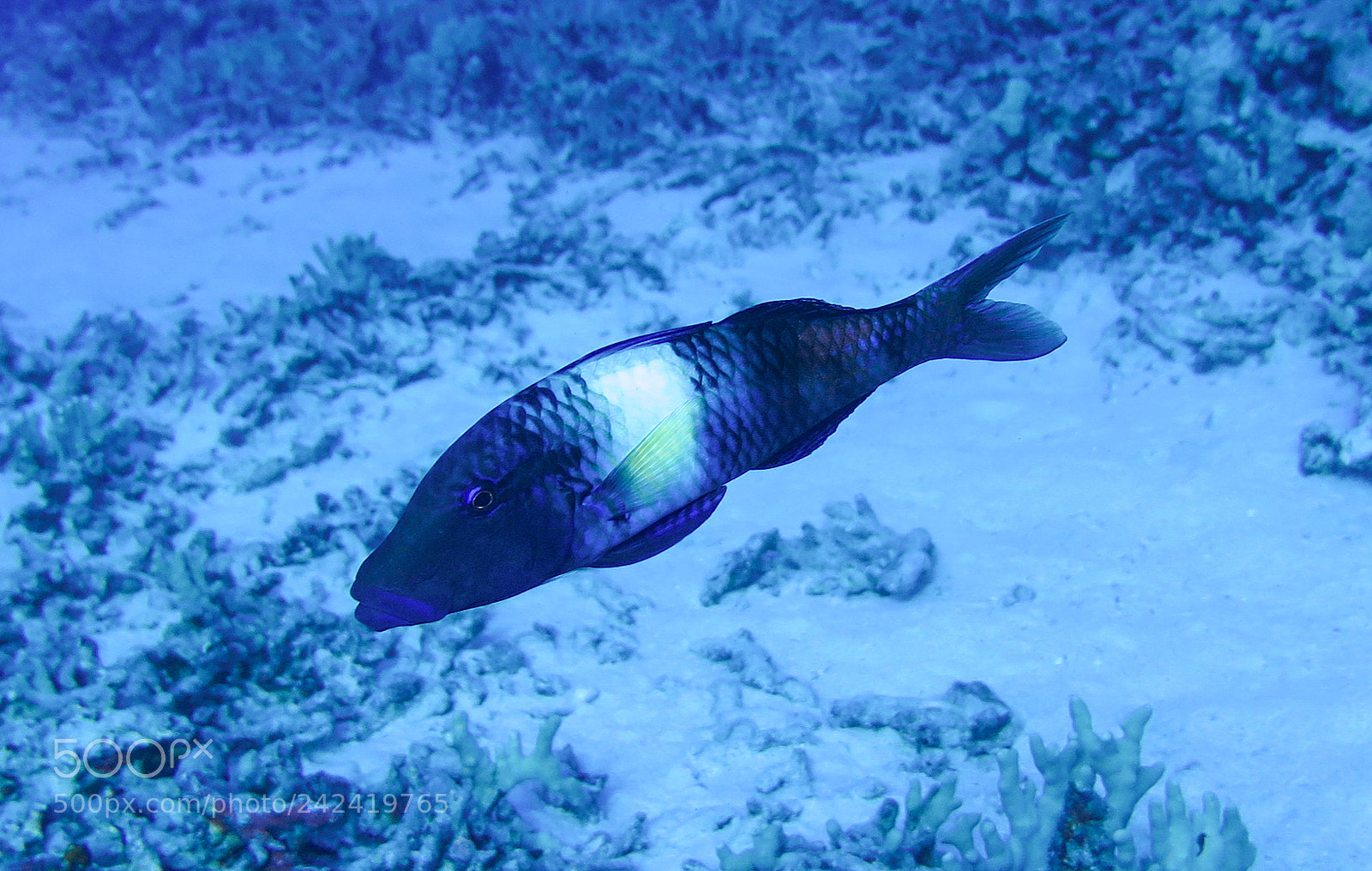 Canon PowerShot G16 sample photo. Wrasse (?) photography