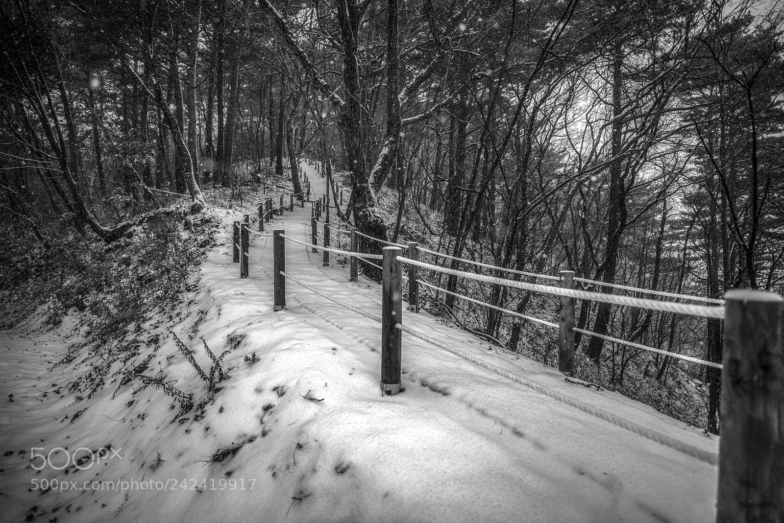Nikon D810 sample photo. Winter forest road photography