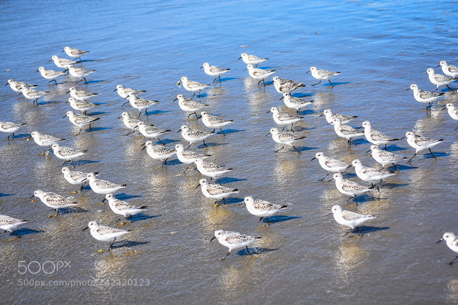 Nikon D7200 sample photo. Seabirds - sand pipers photography