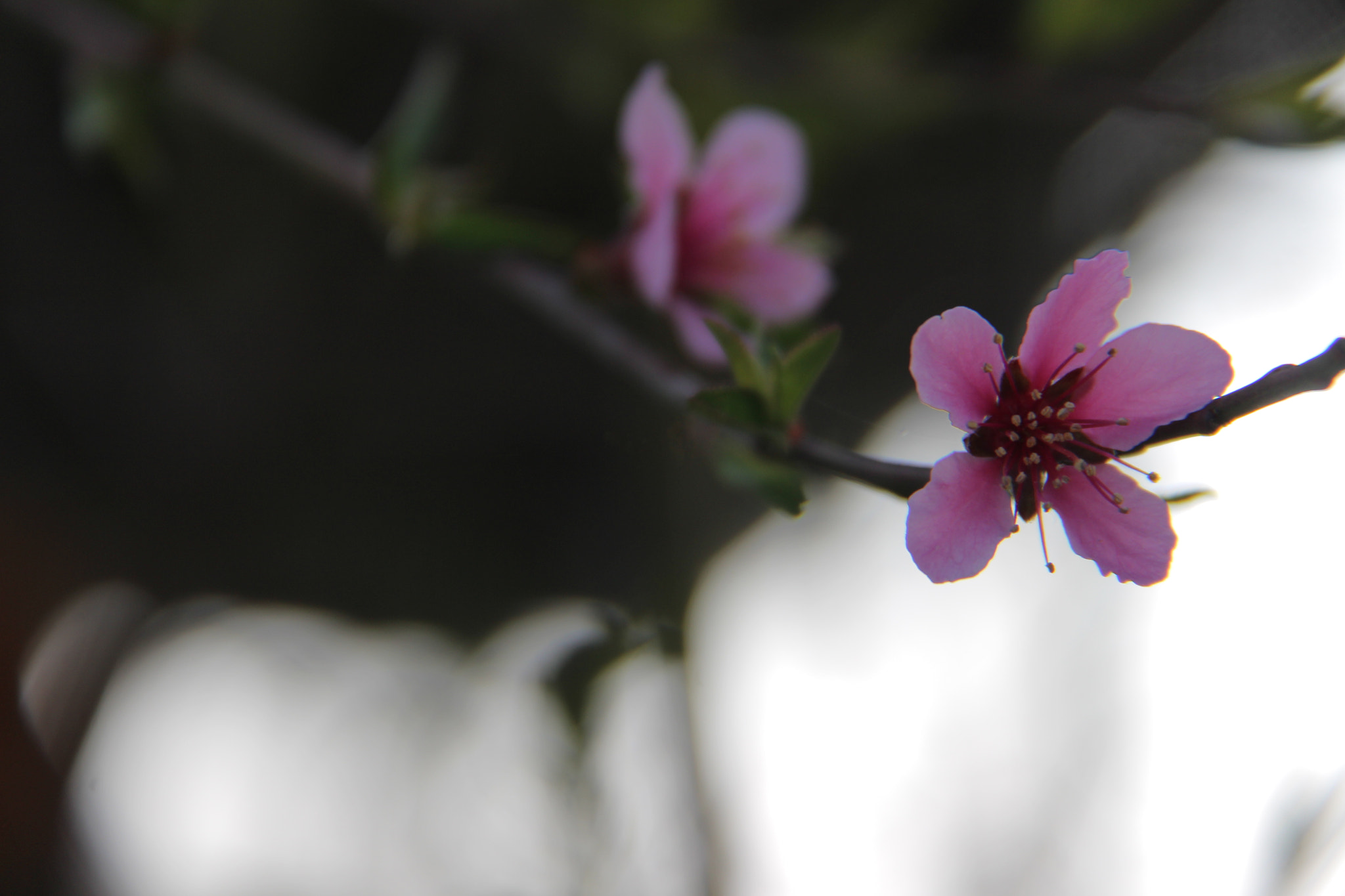 Canon EF-S 18-200mm F3.5-5.6 IS sample photo. Img photography
