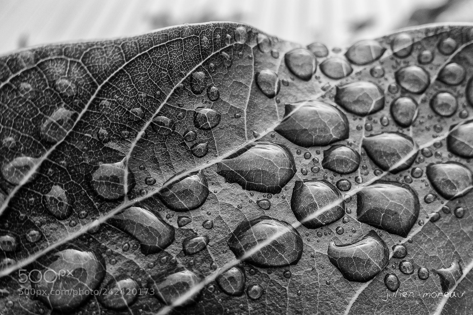 Sony Cyber-shot DSC-RX100 III sample photo. Drops photography