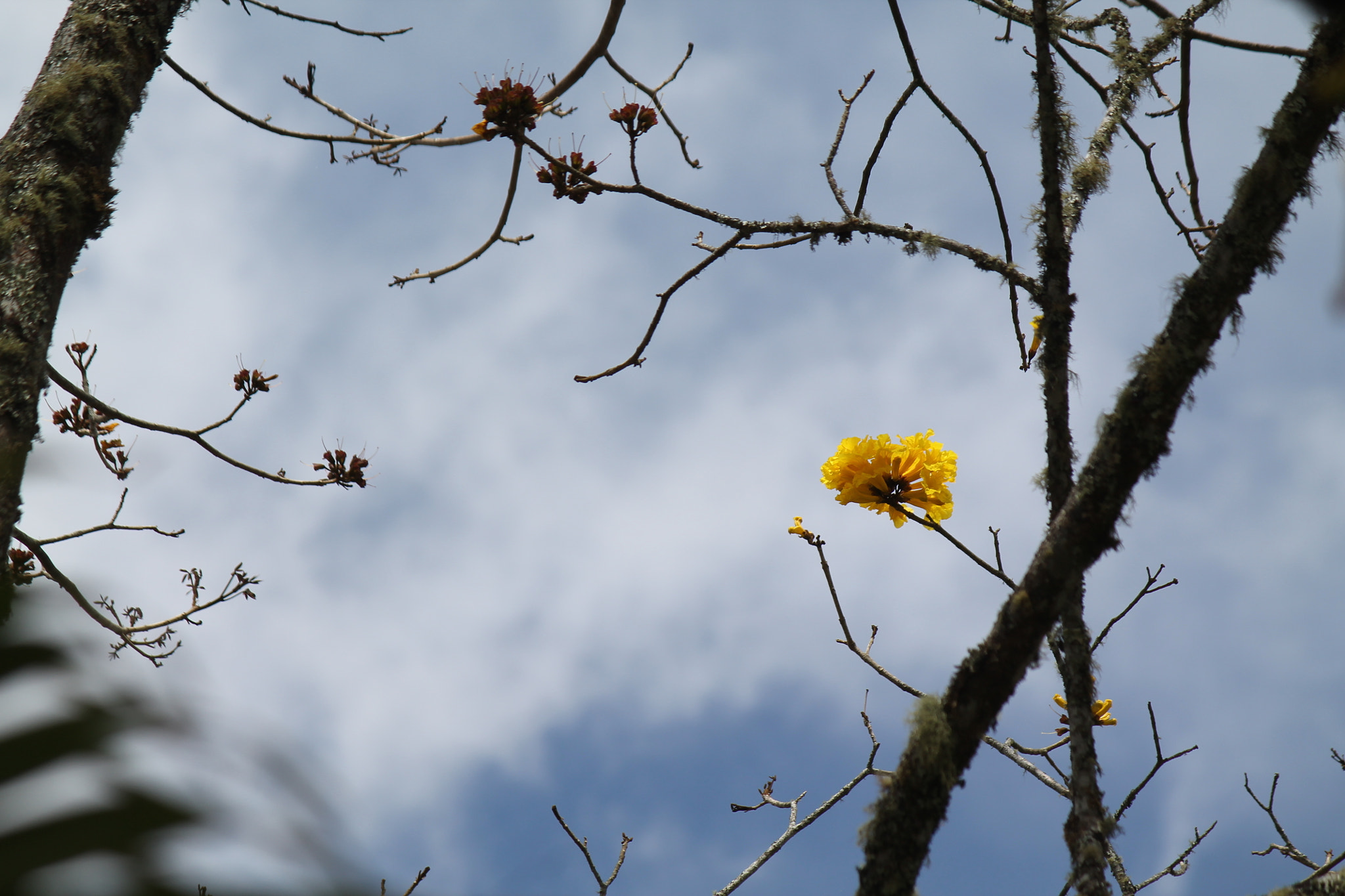 Canon EOS 1100D (EOS Rebel T3 / EOS Kiss X50) sample photo. Amarillo photography