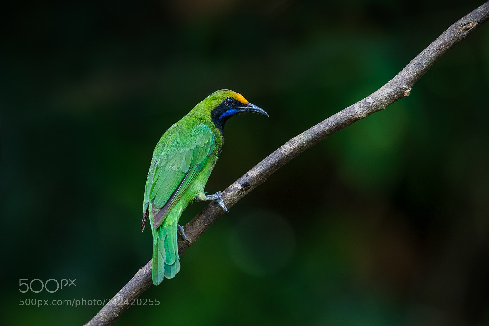 Nikon D500 sample photo. Golden fronted leafbird chloropsis photography