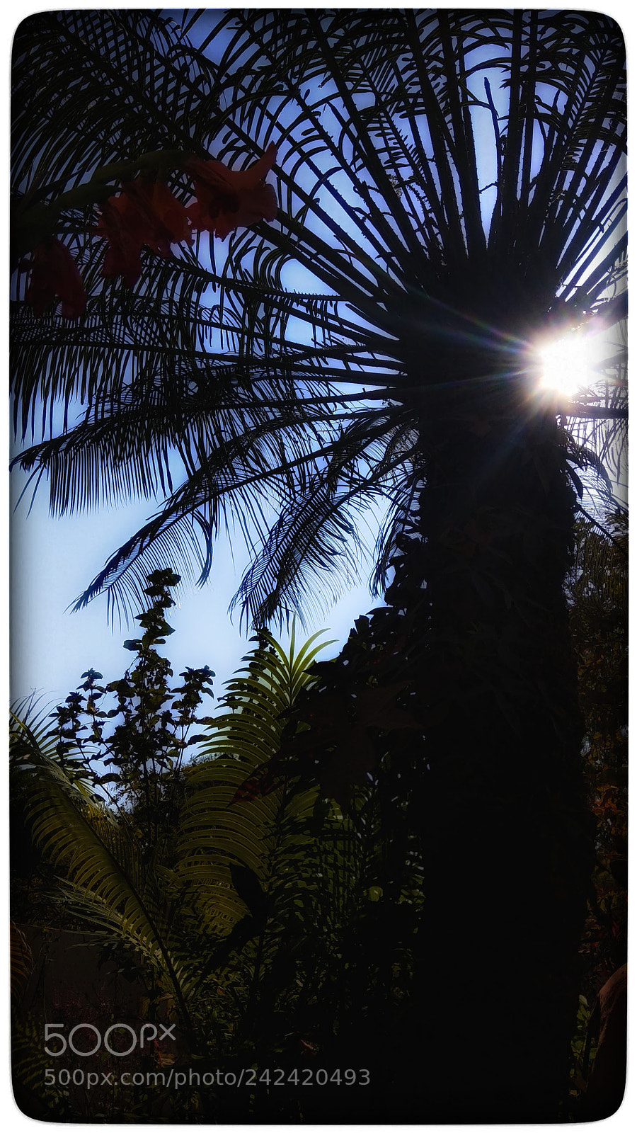 Xiaomi Redmi Note 4 sample photo. Coconut tree photography