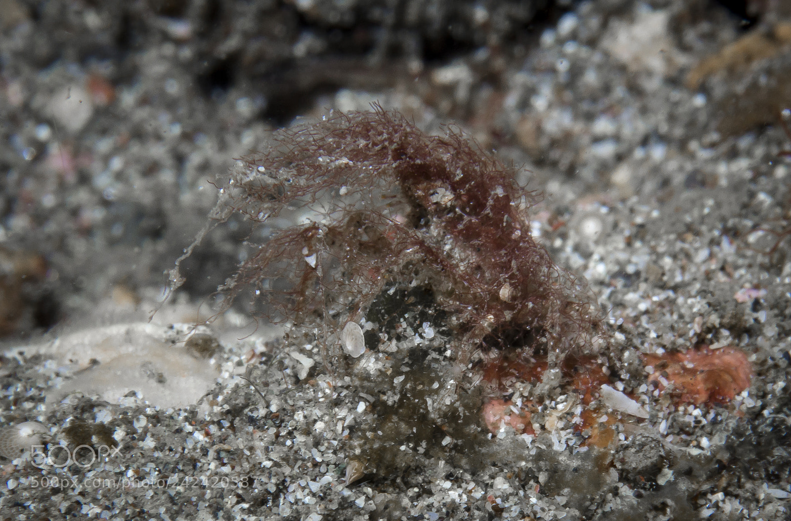 Canon EOS 60D sample photo. Hairy shrimp@lembeh strait photography