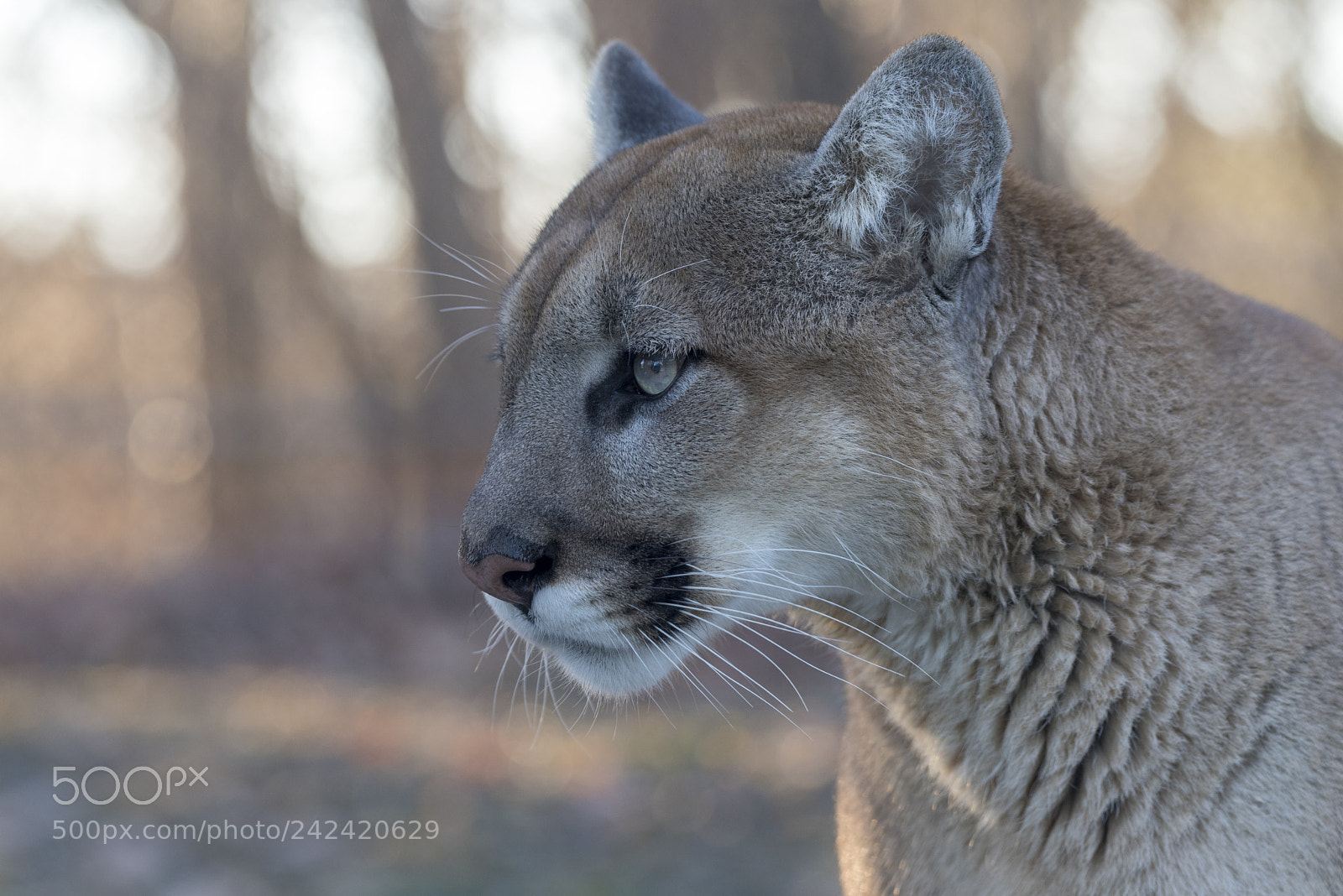 Nikon D810 sample photo. Cougar (puma concolor) photography
