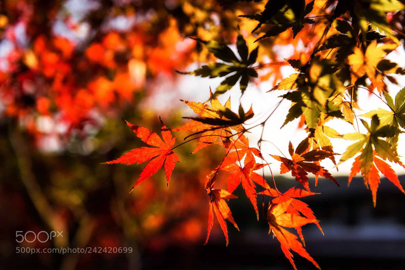 Nikon D810 sample photo. Fall red maple leaves photography