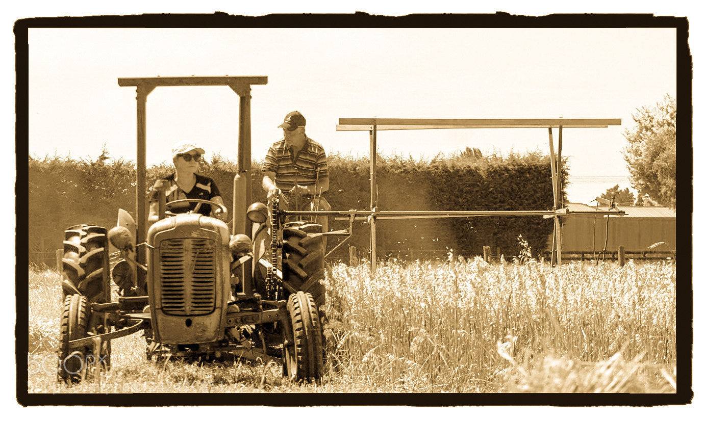 Nikon D5500 sample photo. Working the fields photography