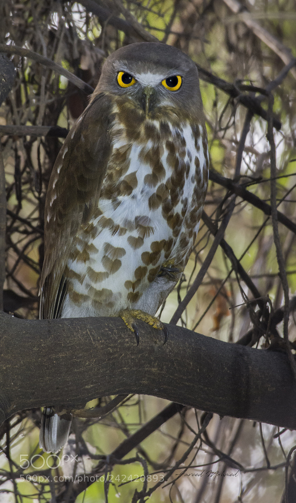 Nikon D7200 sample photo. Brown hawk owl photography