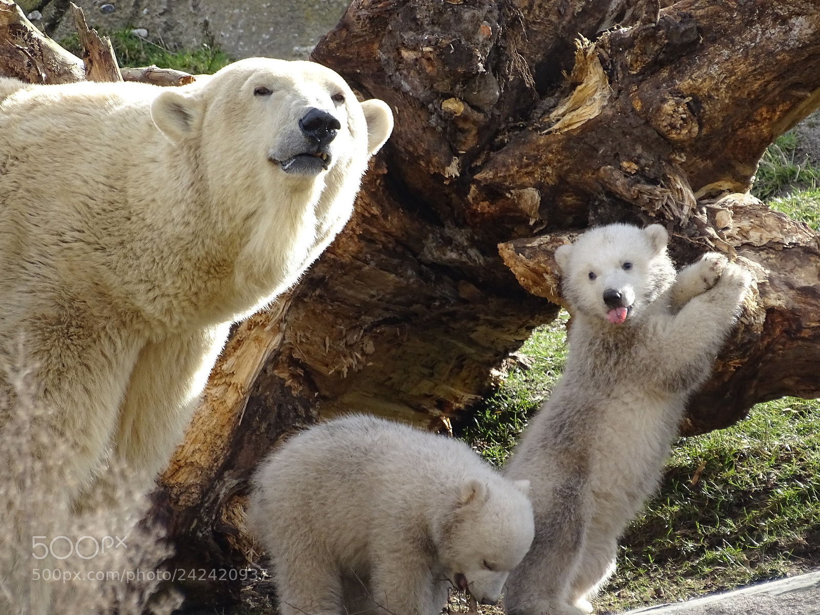 Sony Cyber-shot DSC-HX400V sample photo. Polar mother bear with photography
