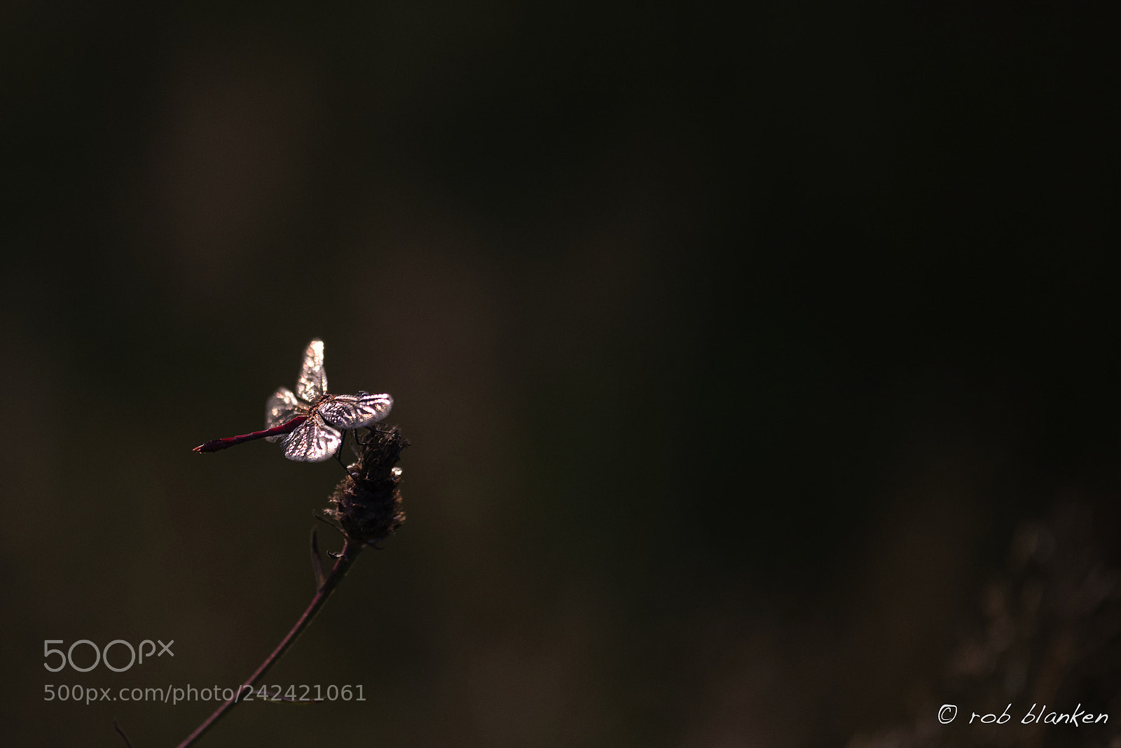 Nikon D810 sample photo. Evening sun photography