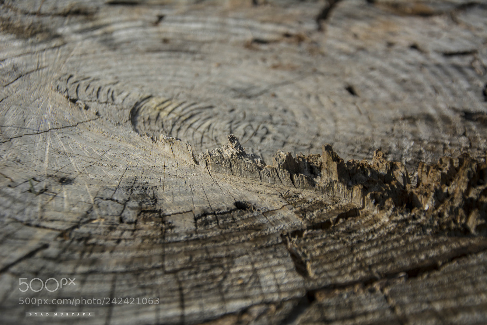 Nikon D7100 sample photo. City in the wood photography