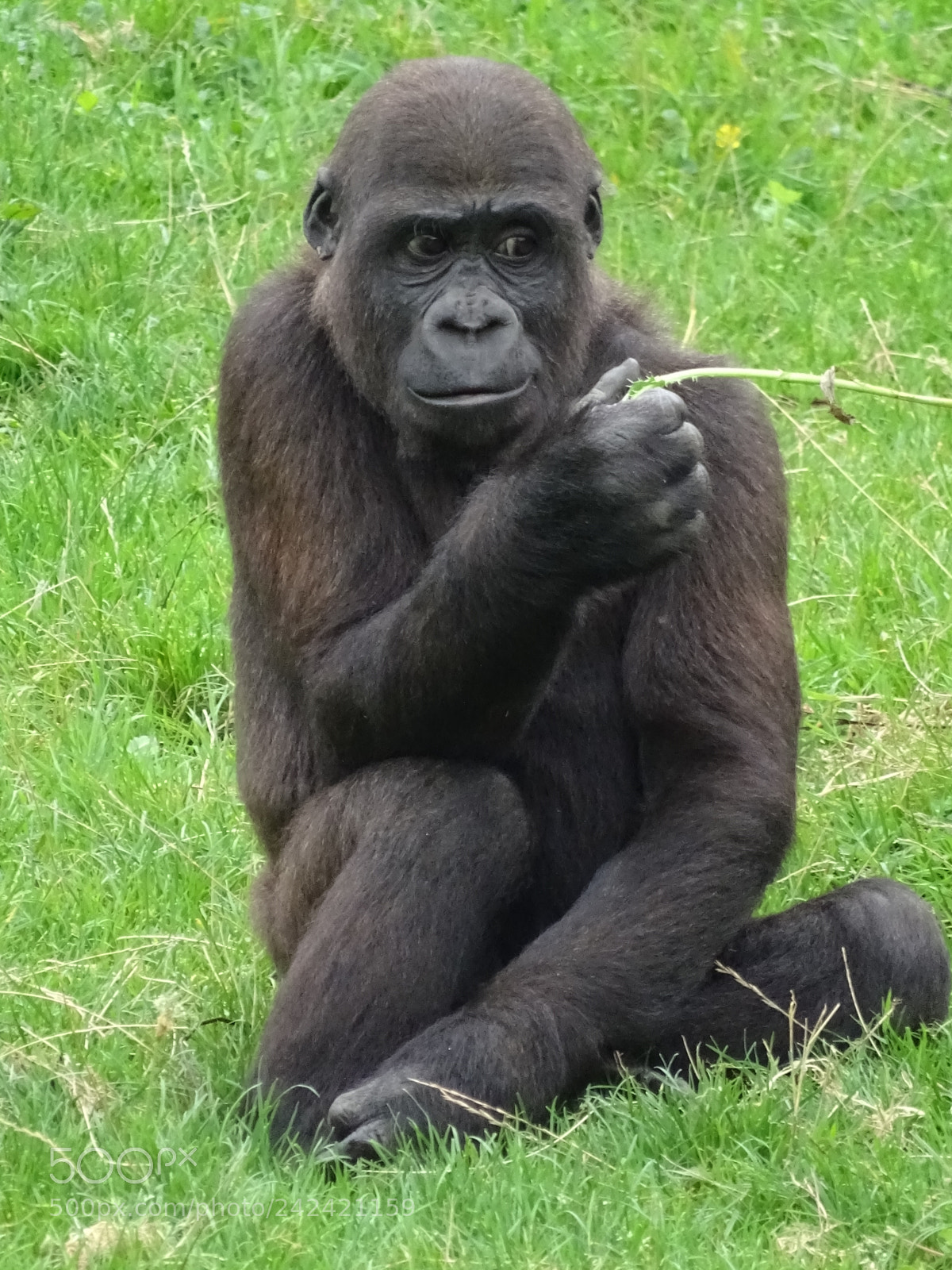 Sony Cyber-shot DSC-HX400V sample photo. Dreamy gorilla photography