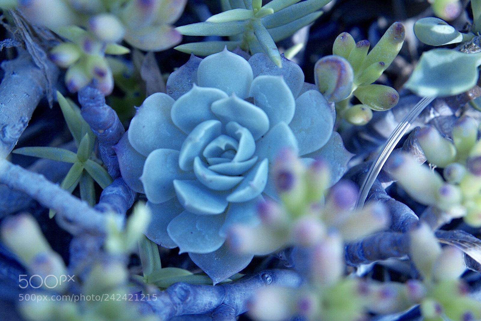 Sony a6000 sample photo. Succulent photography