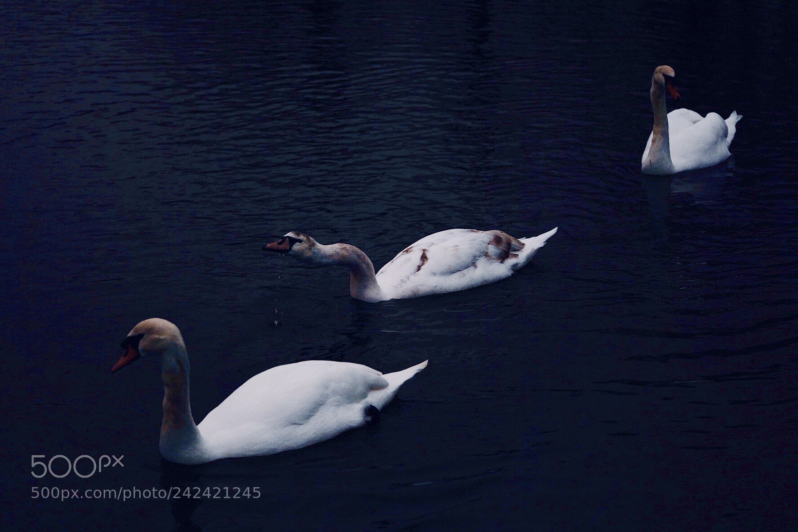 Fujifilm X-Pro2 sample photo. Schwanensee photography
