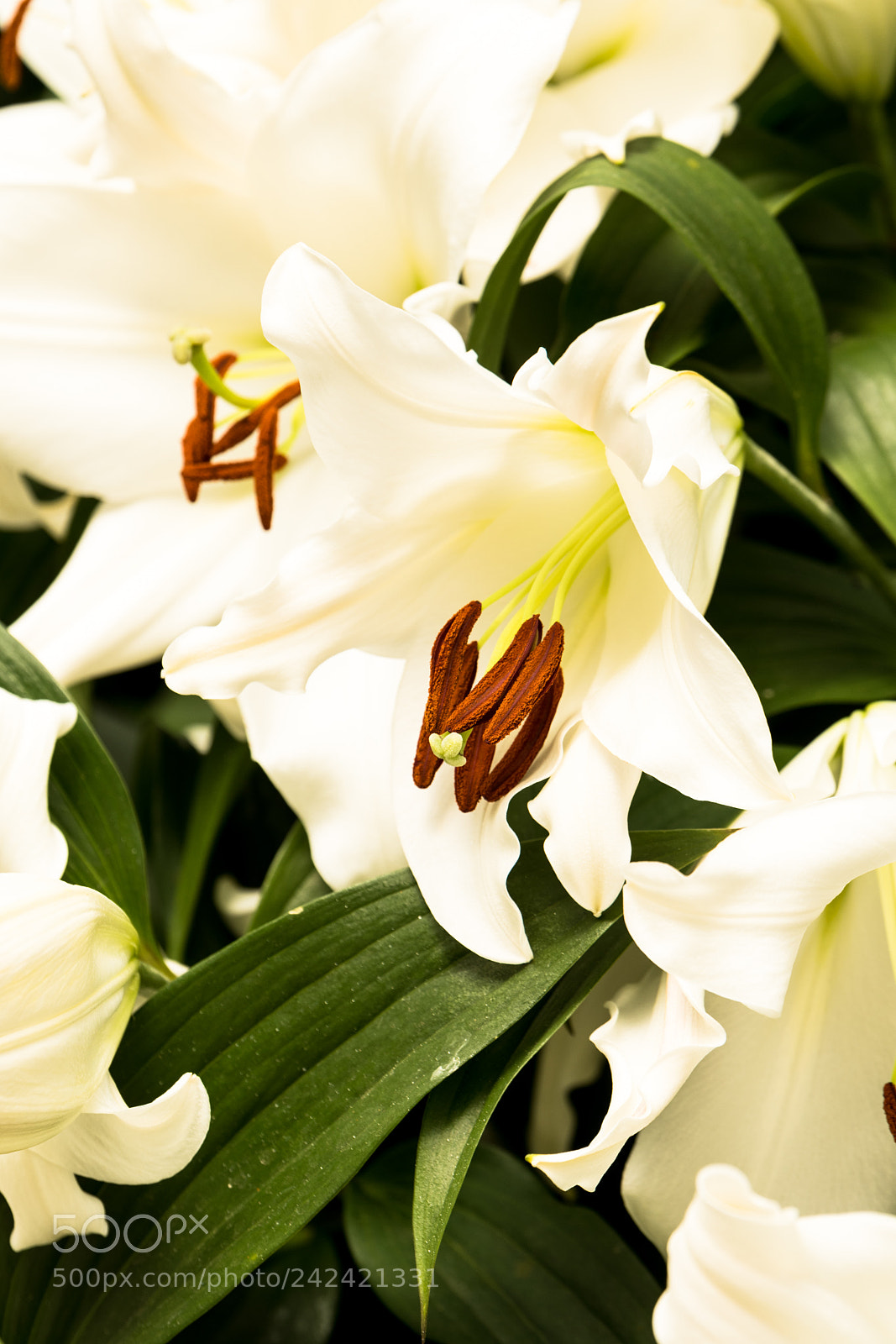Nikon D500 sample photo. Flower photography