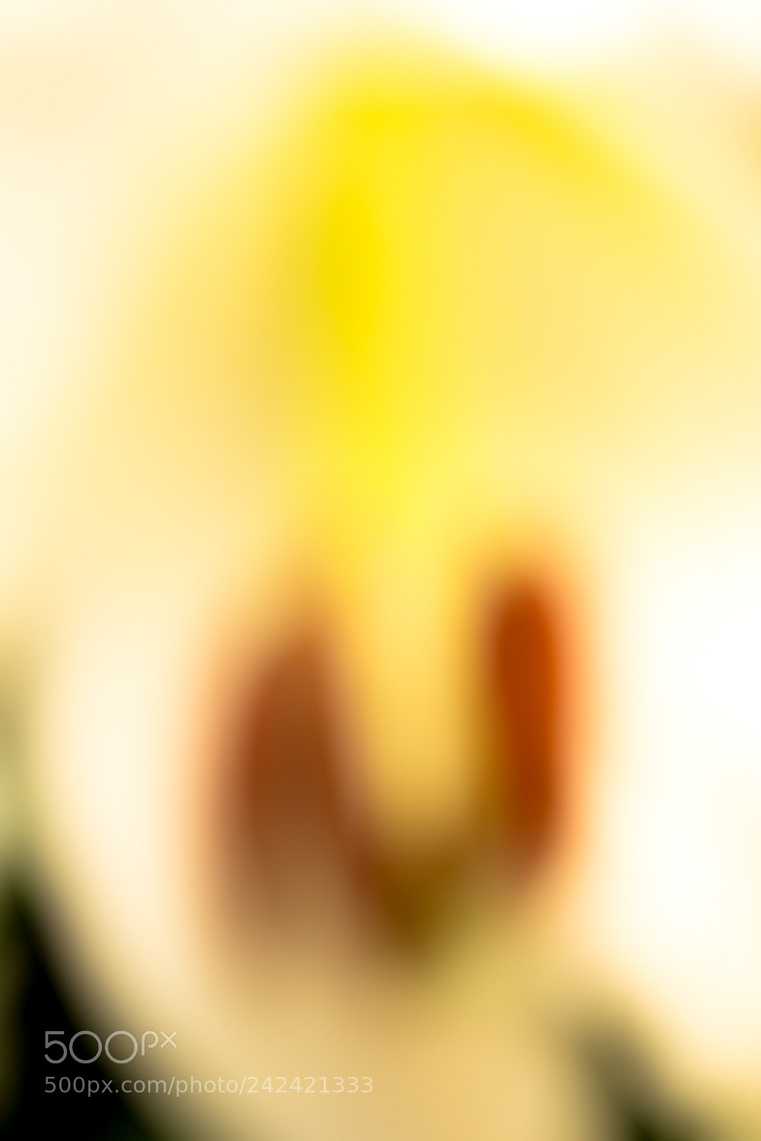 Nikon D500 sample photo. Flower photography