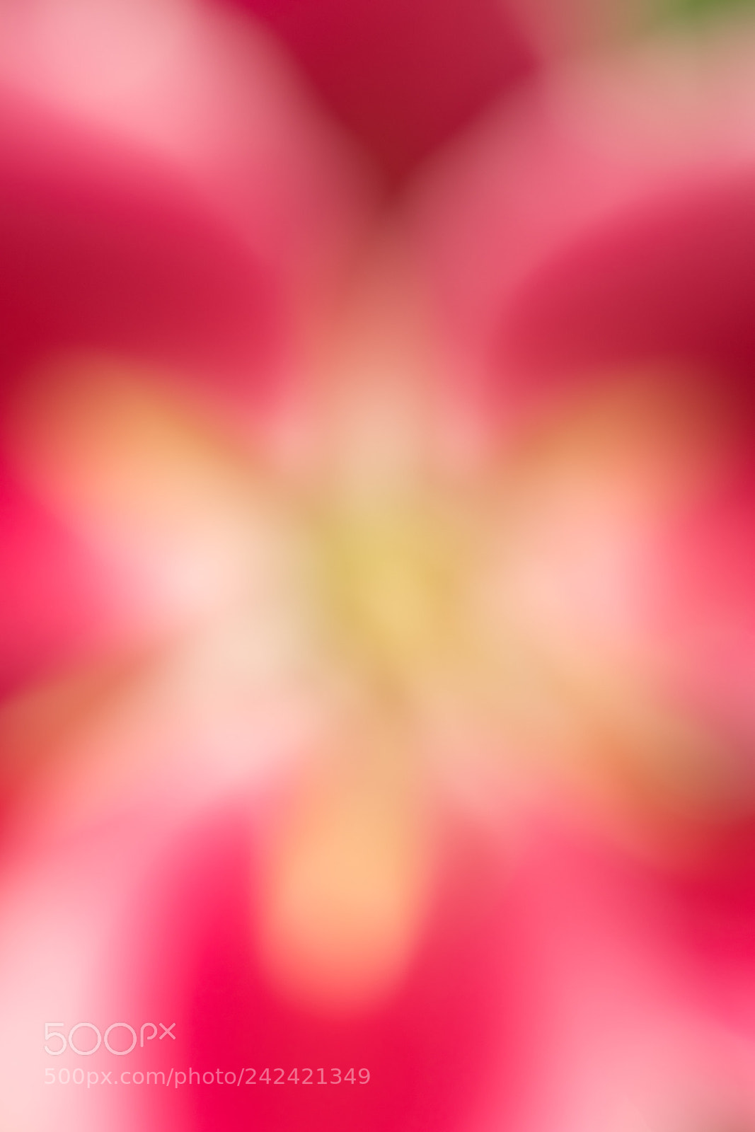 Nikon D500 sample photo. Flower photography