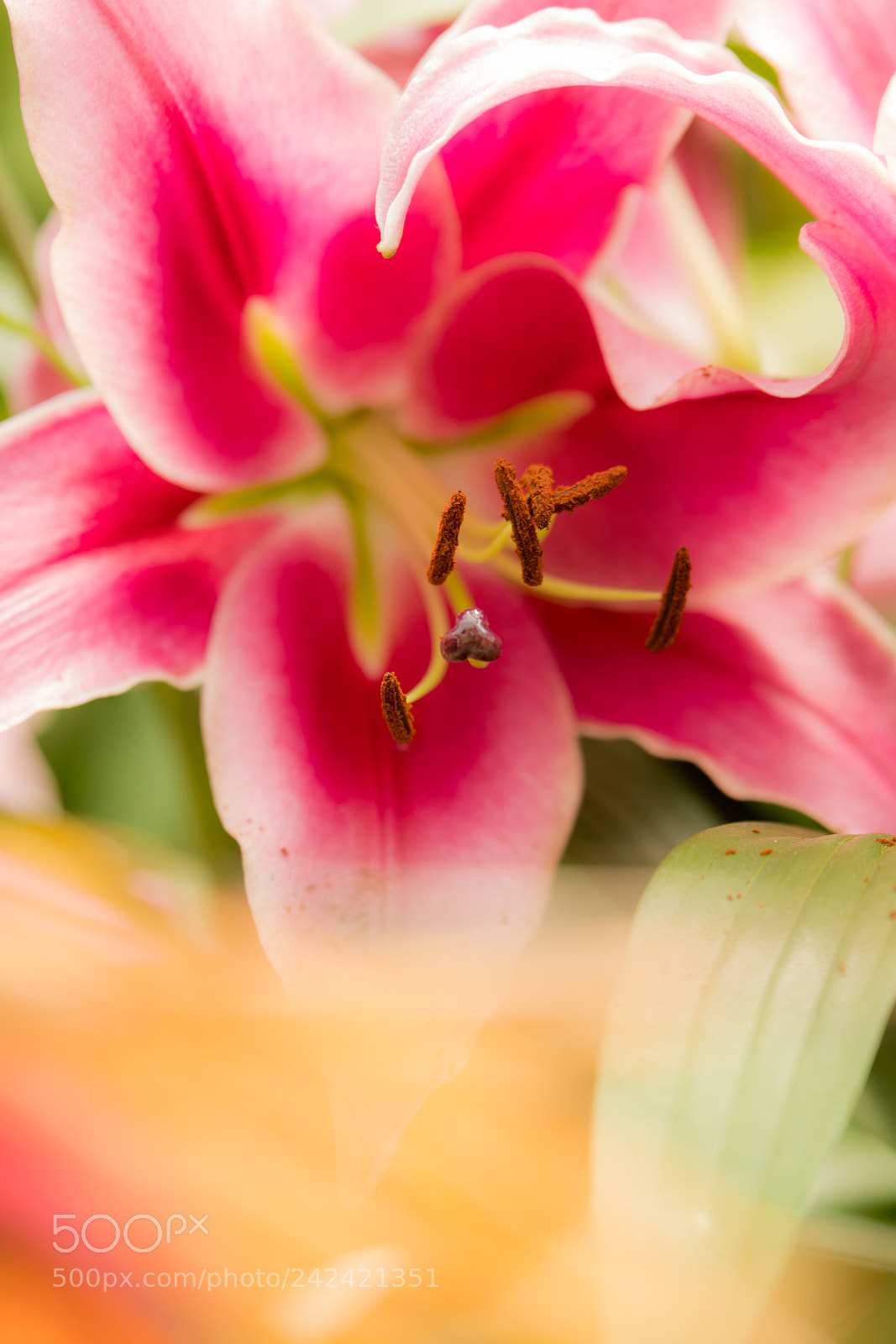 Nikon D500 sample photo. Flower photography