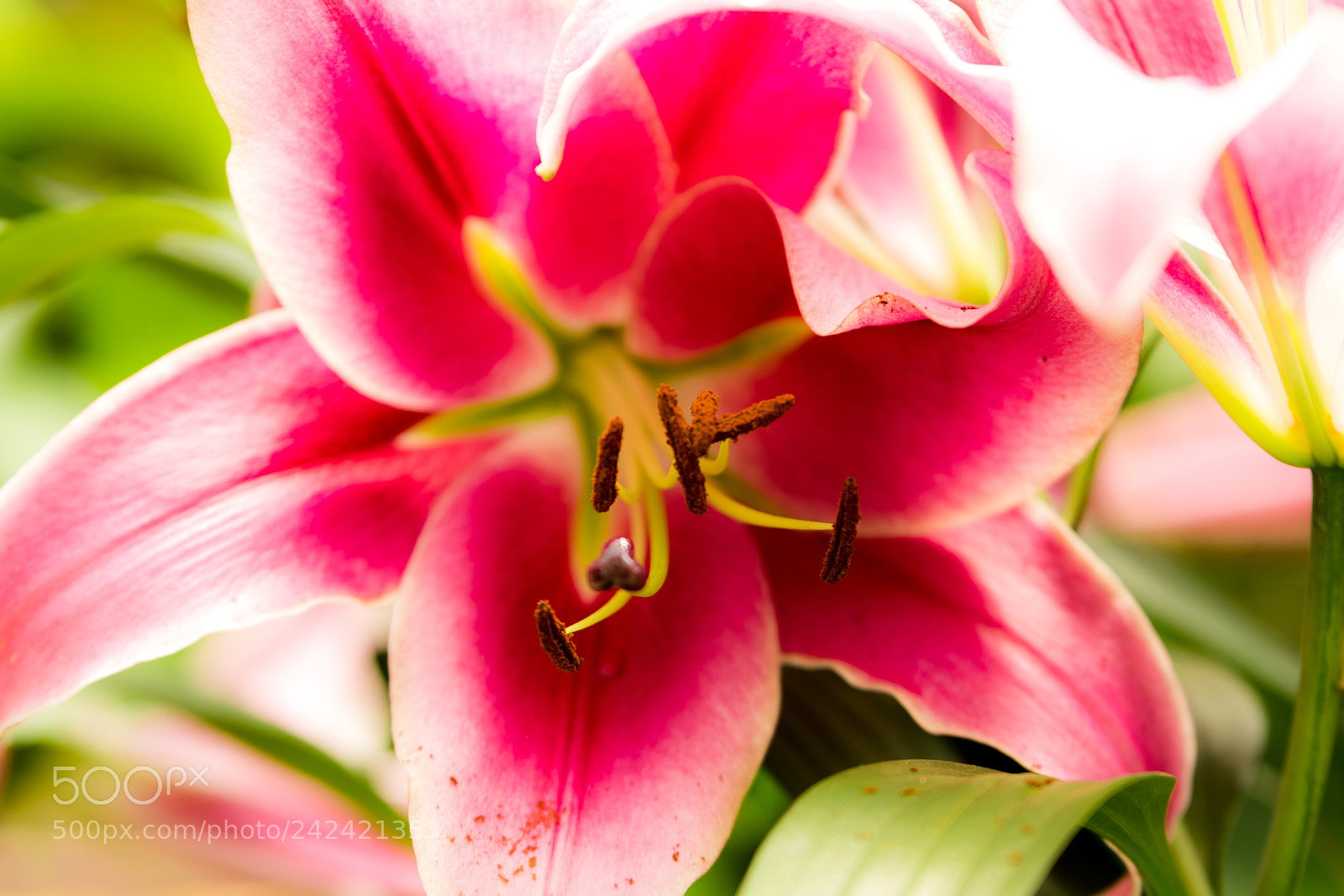 Nikon D500 sample photo. Flower photography