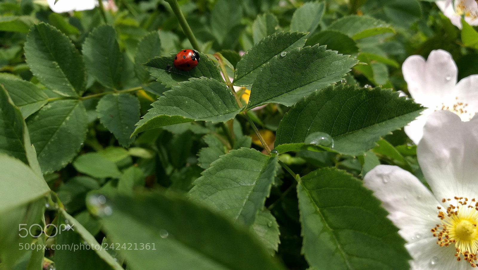 HUAWEI Honor 8 sample photo. Ladybug photography