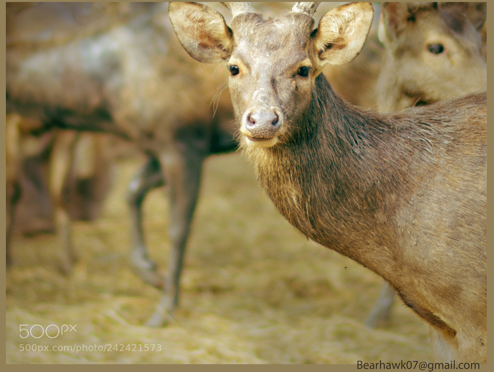 Nikon D7200 sample photo. Thai mammals. photography