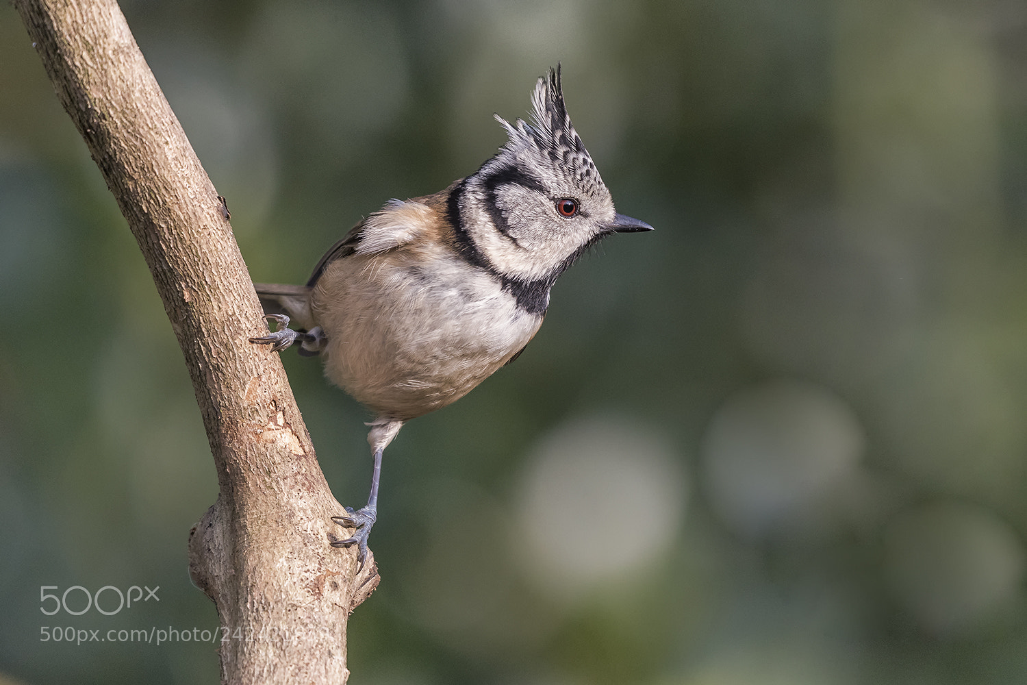 Nikon D500 sample photo. European crested tit photography
