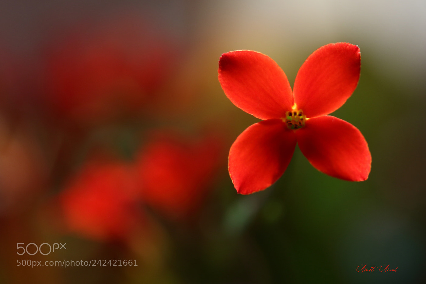 Canon EOS 7D Mark II sample photo. R e d photography