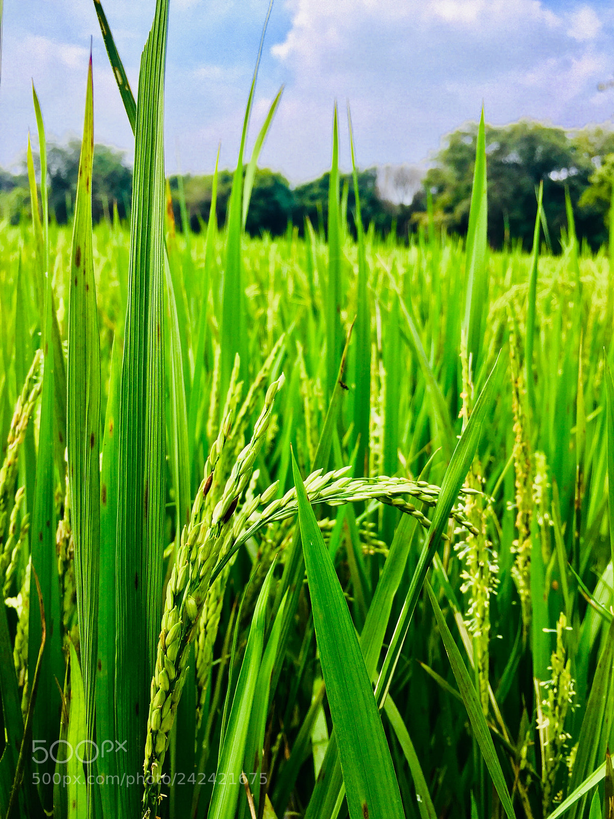 Apple iPhone 6 sample photo. Paddy photography