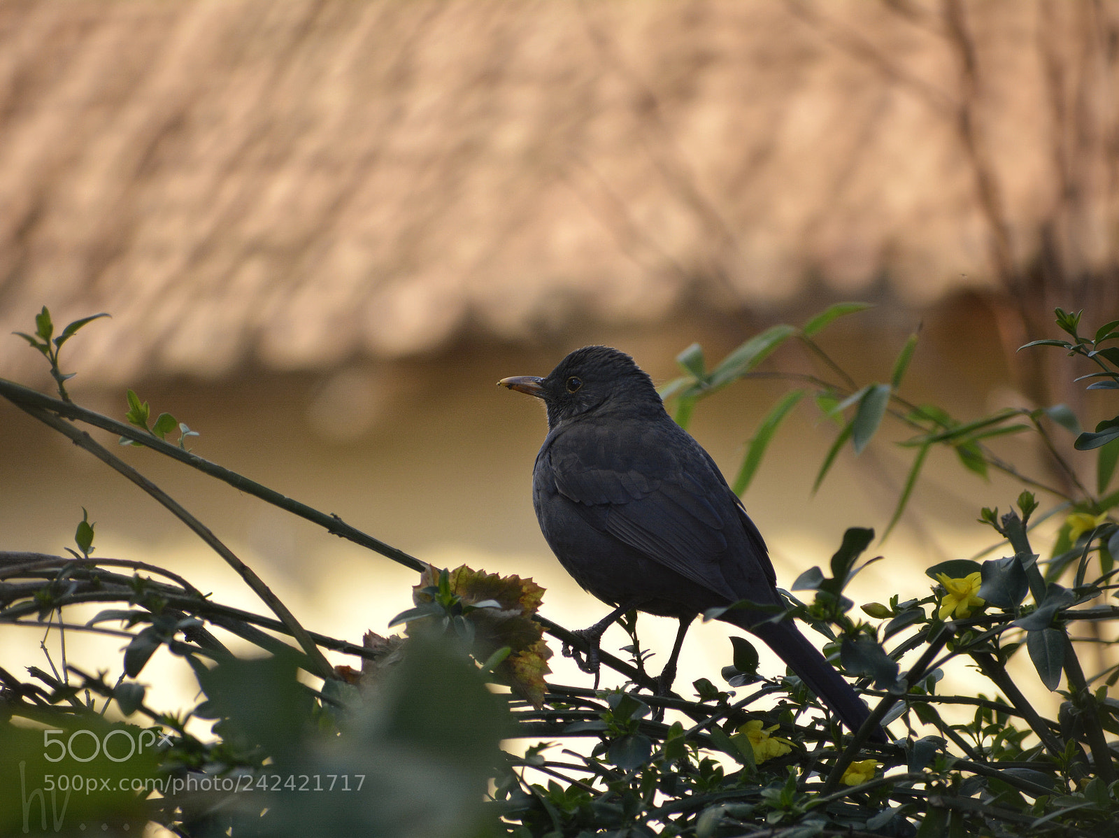 Nikon D7100 sample photo. Mme merlette photography