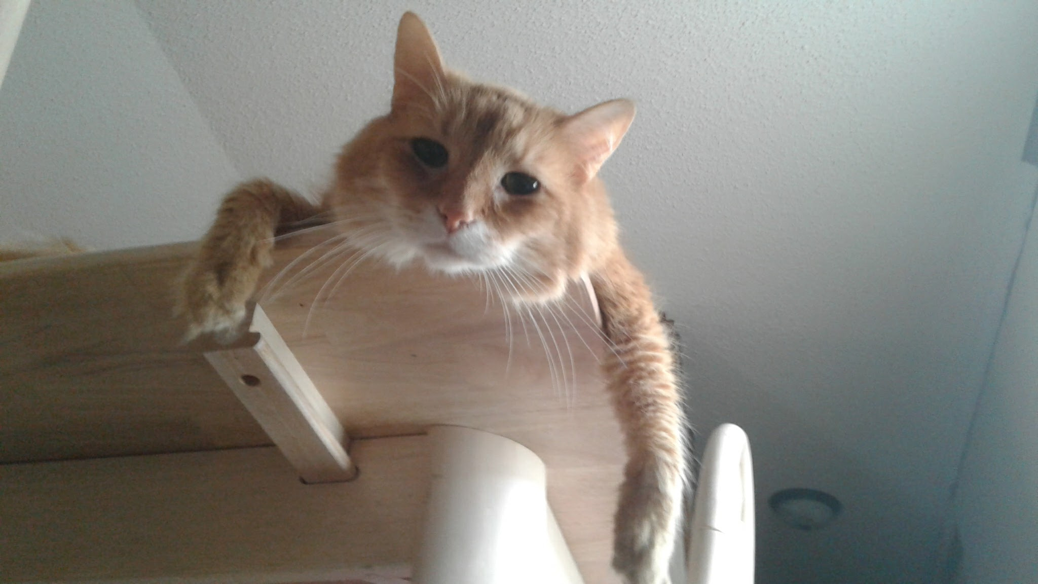Samsung Galaxy On5 sample photo. My animals photography