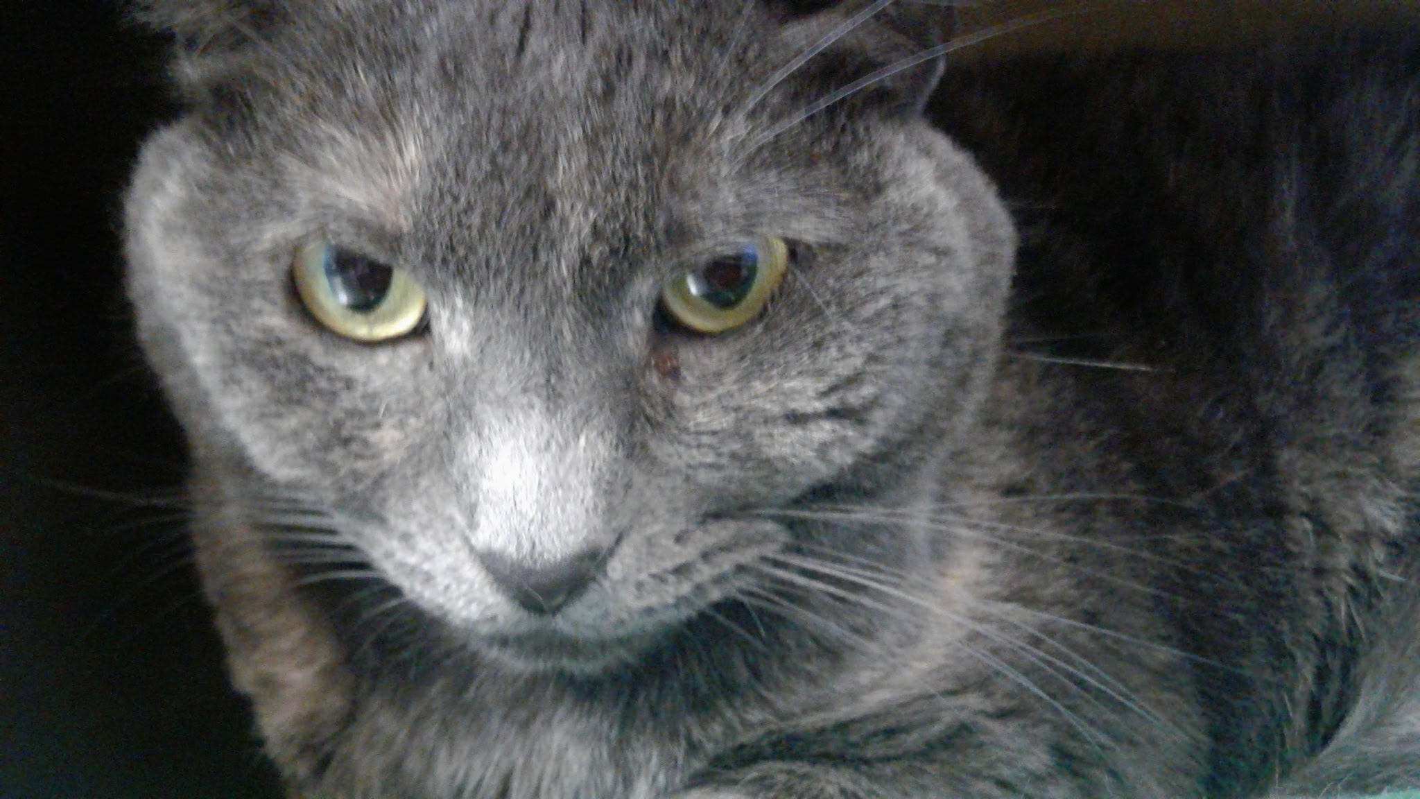 Samsung Galaxy On5 sample photo. My animals photography