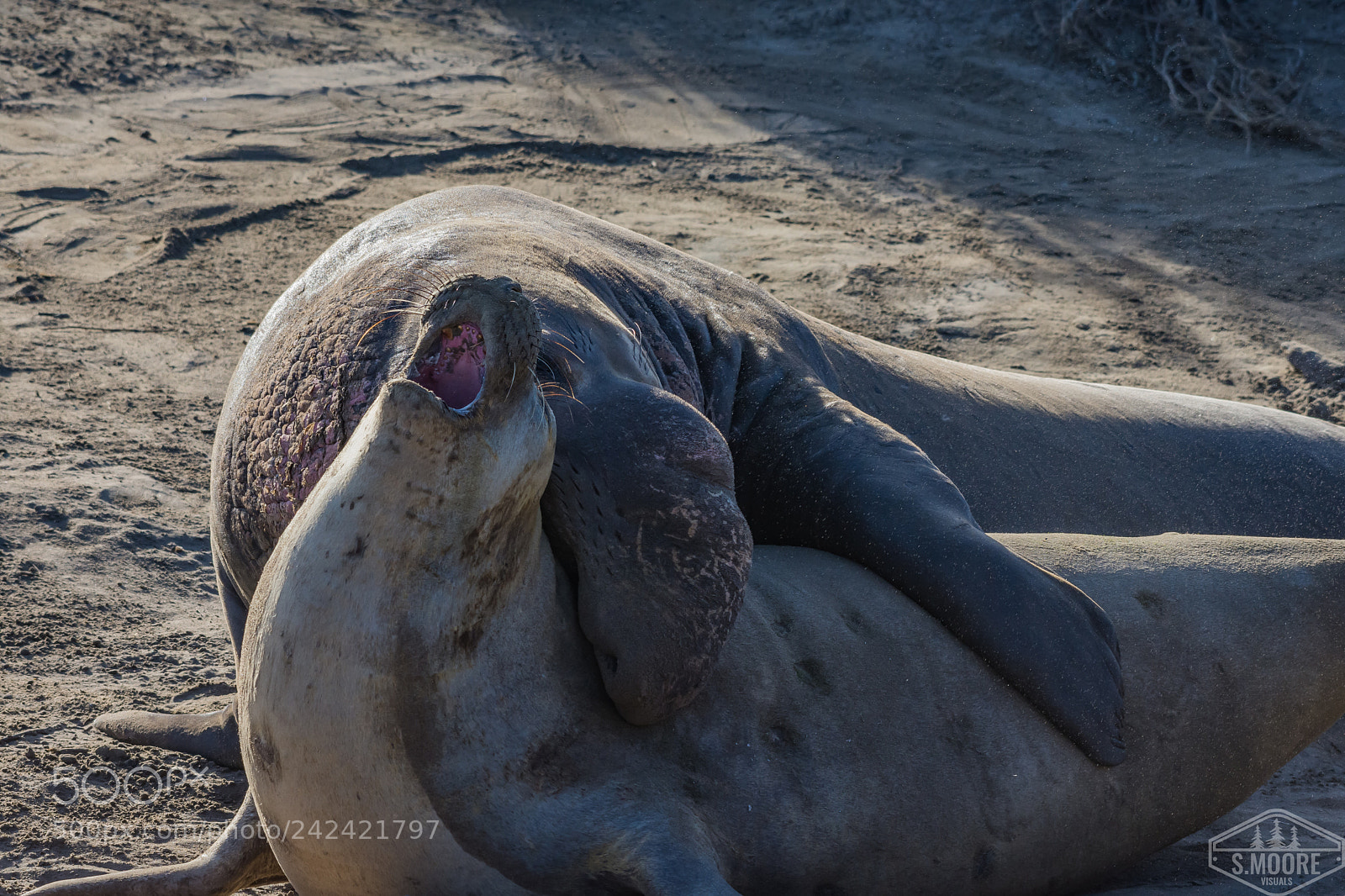 Nikon D7200 sample photo. Male elephant seal attempts photography
