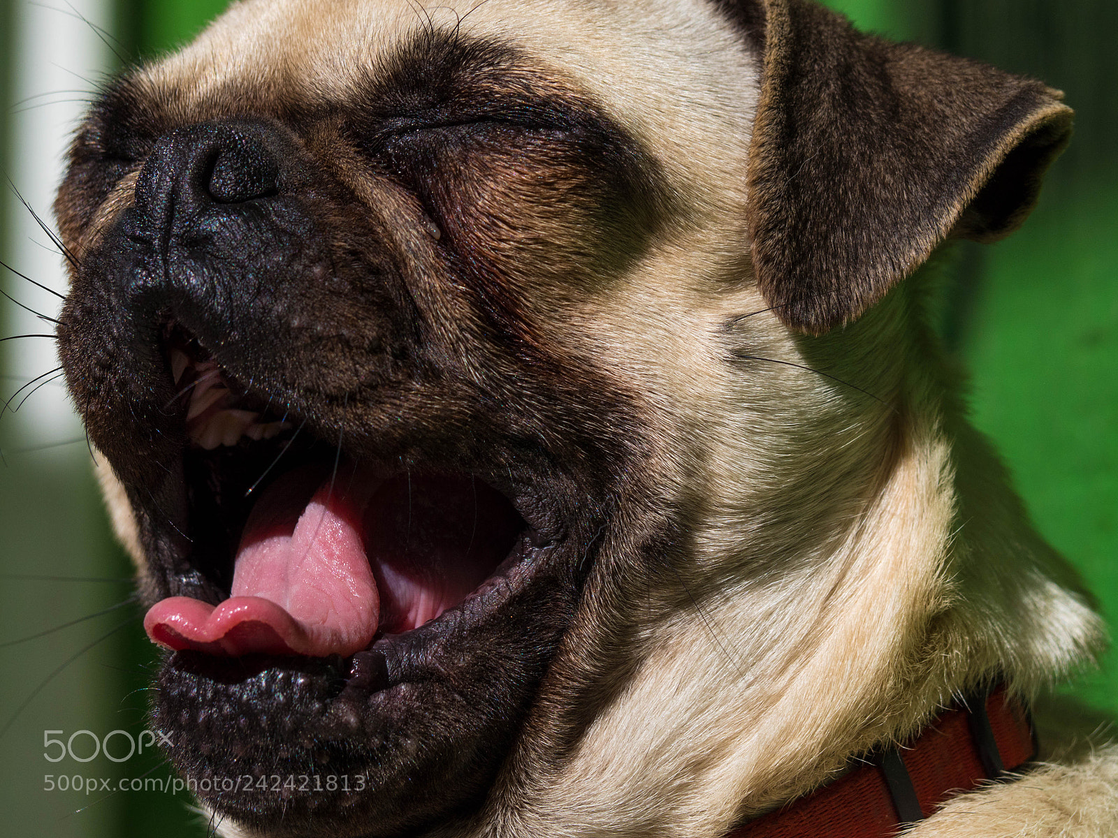 Panasonic Lumix DMC-GH4 sample photo. Pug photography