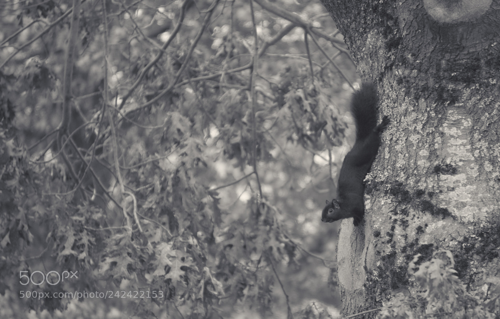 Sony a6500 sample photo. Spider squirrel photography