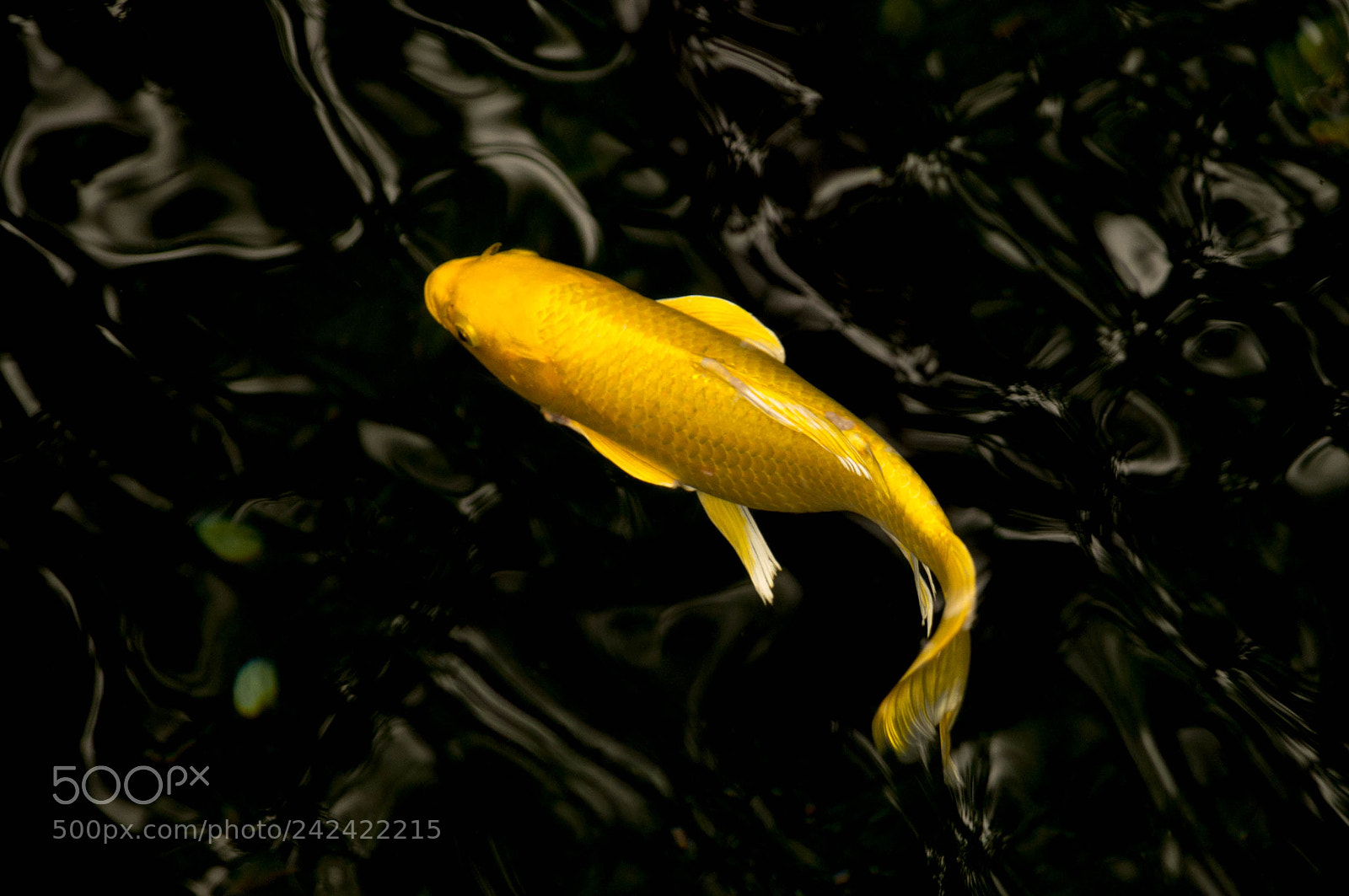 Pentax K-r sample photo. Golden carp photography