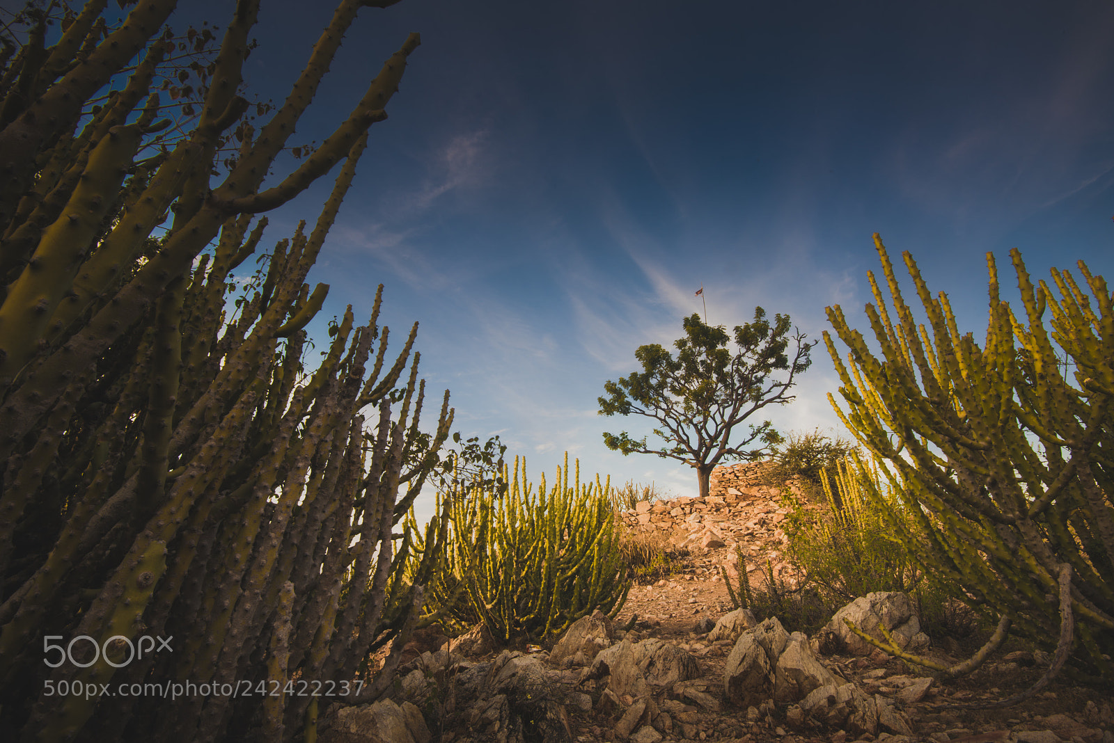 Nikon D810 sample photo. Untitled photography