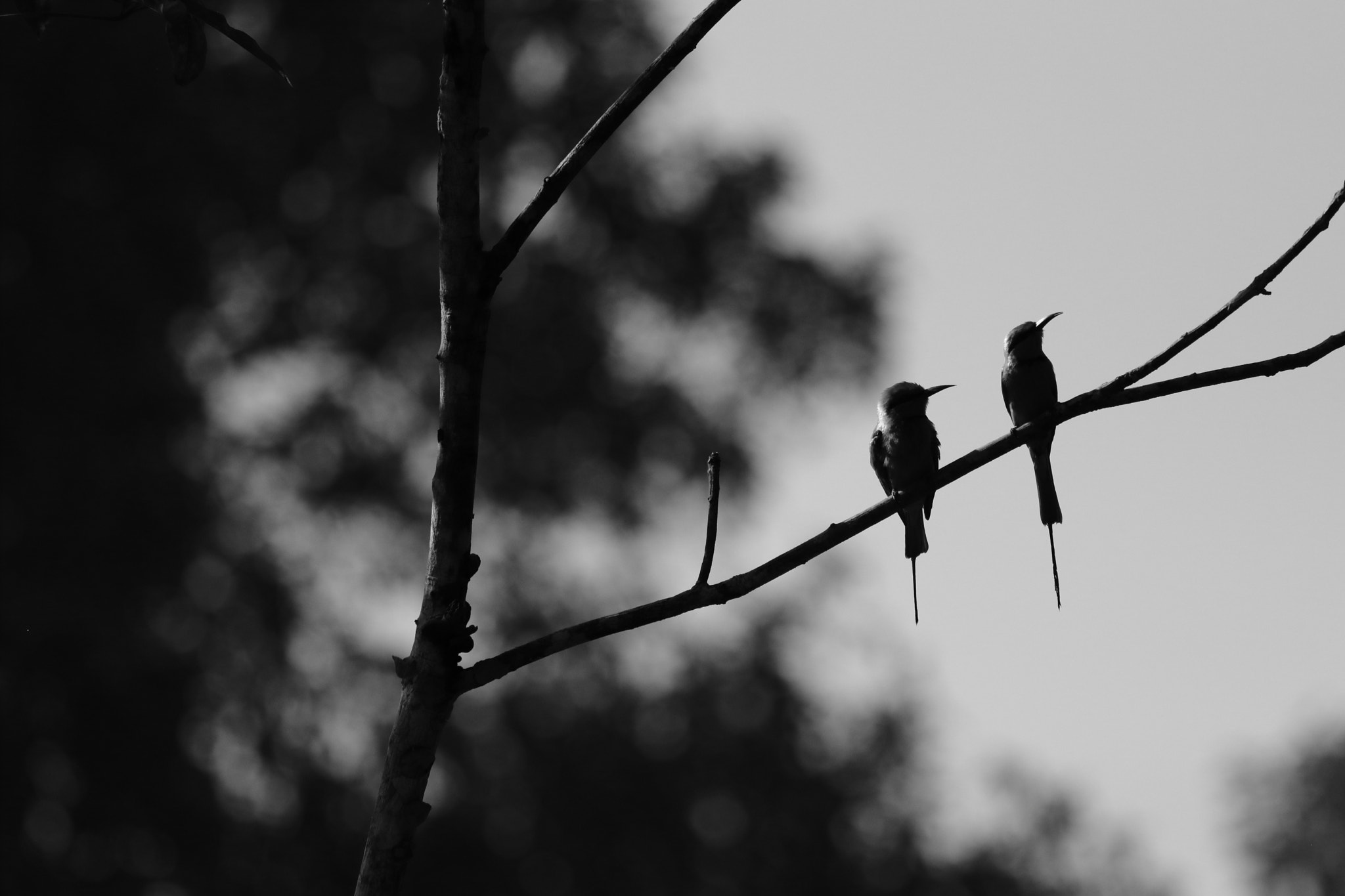 Canon EF 70-300 F4-5.6 IS II USM sample photo. Love birds photography