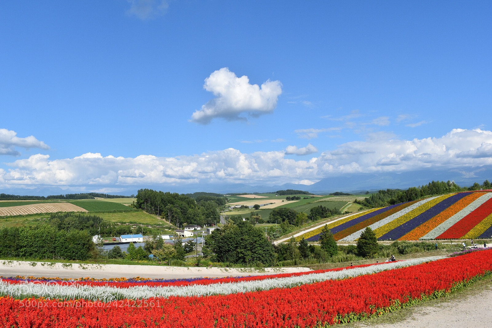 Nikon D5500 sample photo. 四季彩の丘 photography