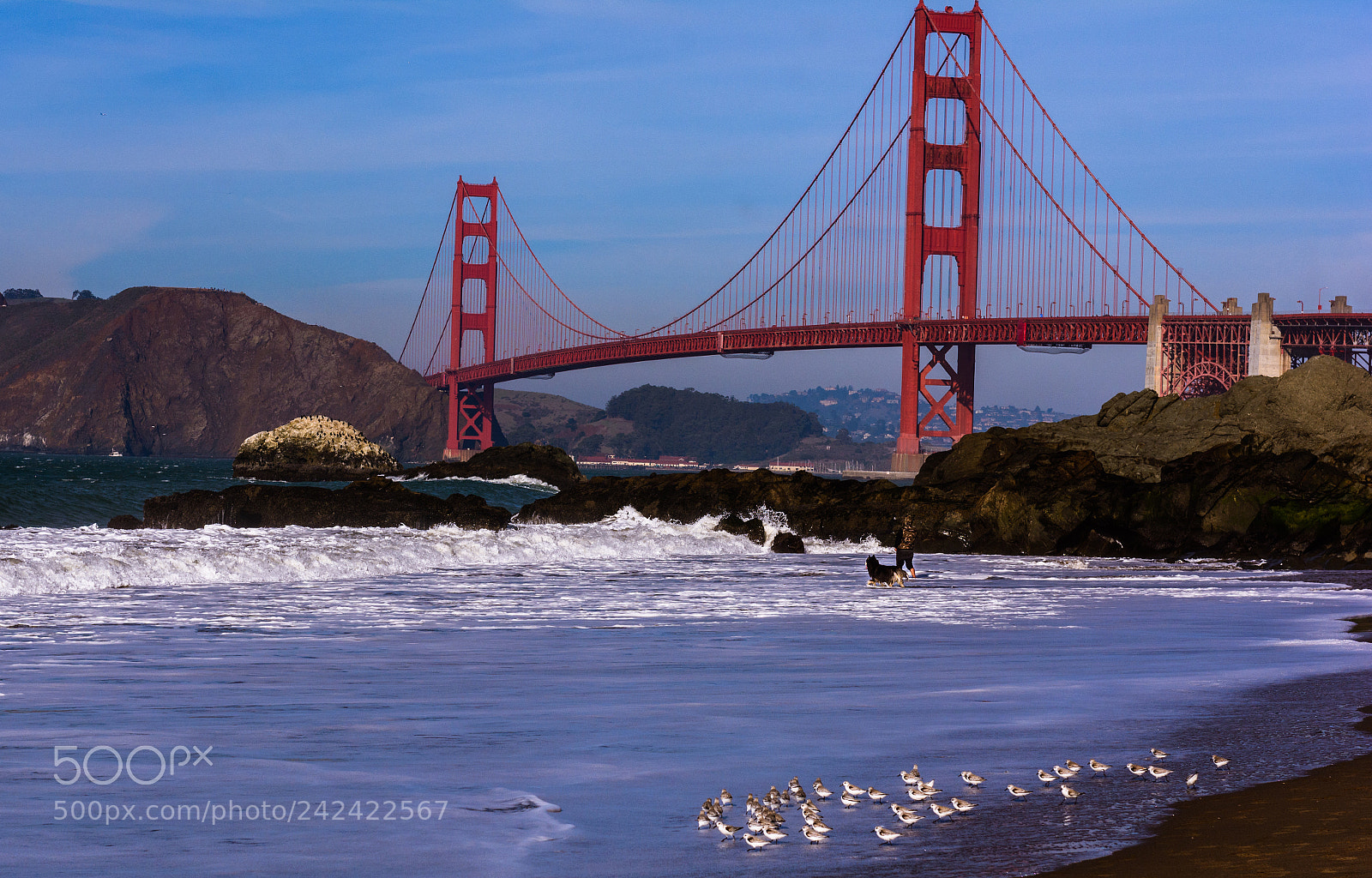 Nikon D7100 sample photo. Birds photography