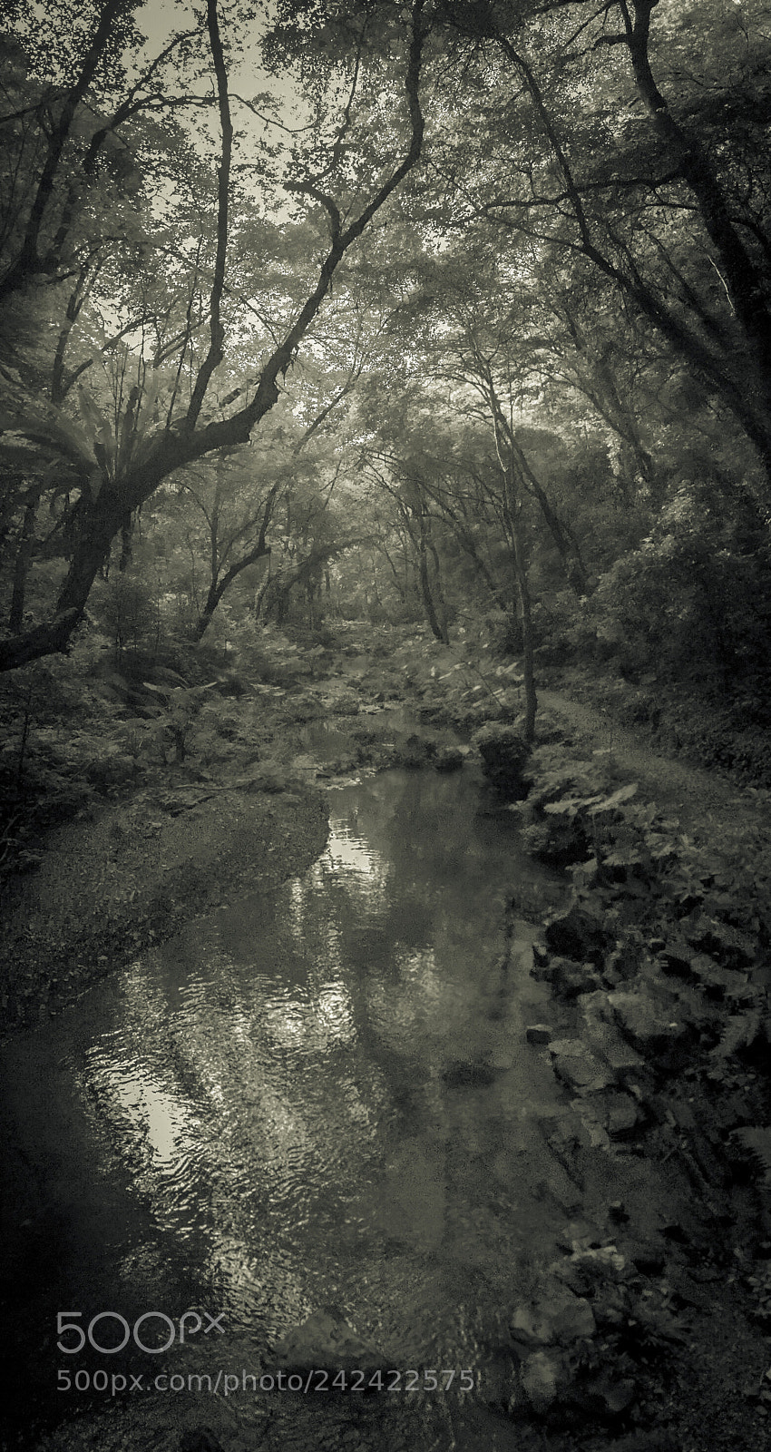 Apple iPad mini 4 sample photo. Woods photography
