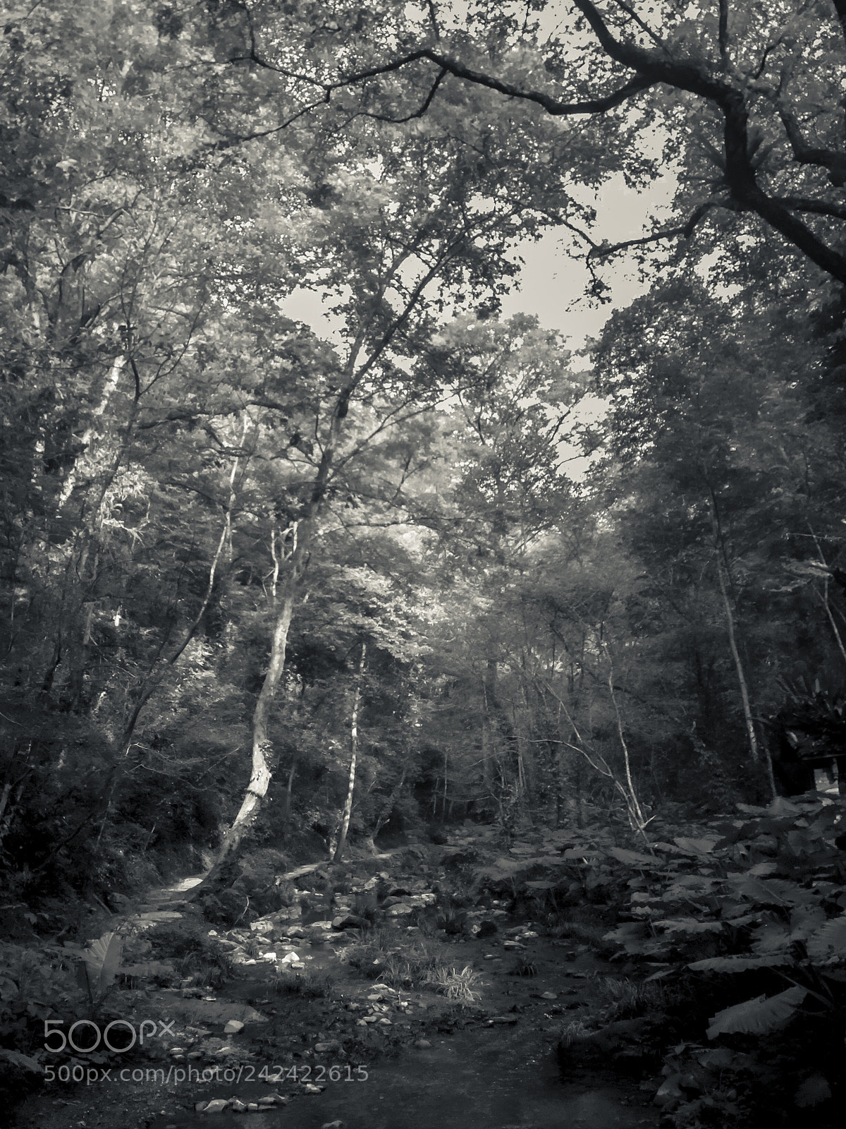 Apple iPad mini 4 sample photo. Woods photography