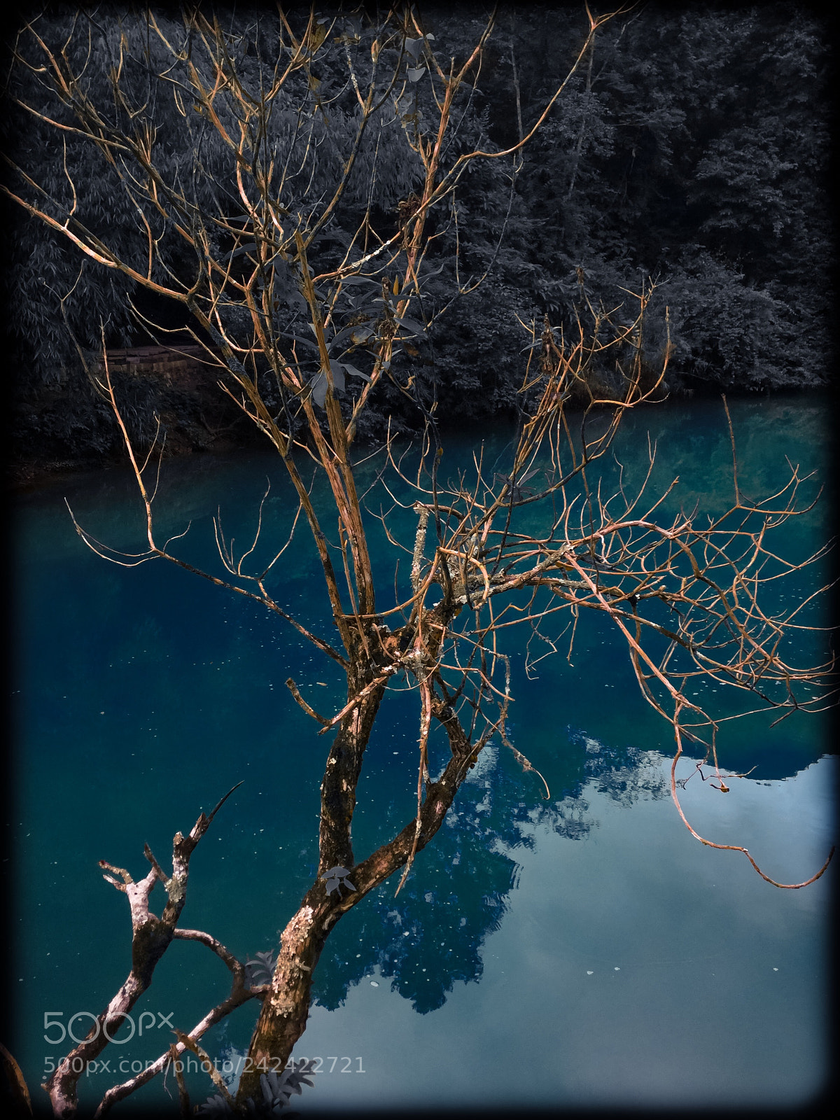 Apple iPad mini 4 sample photo. Tree photography