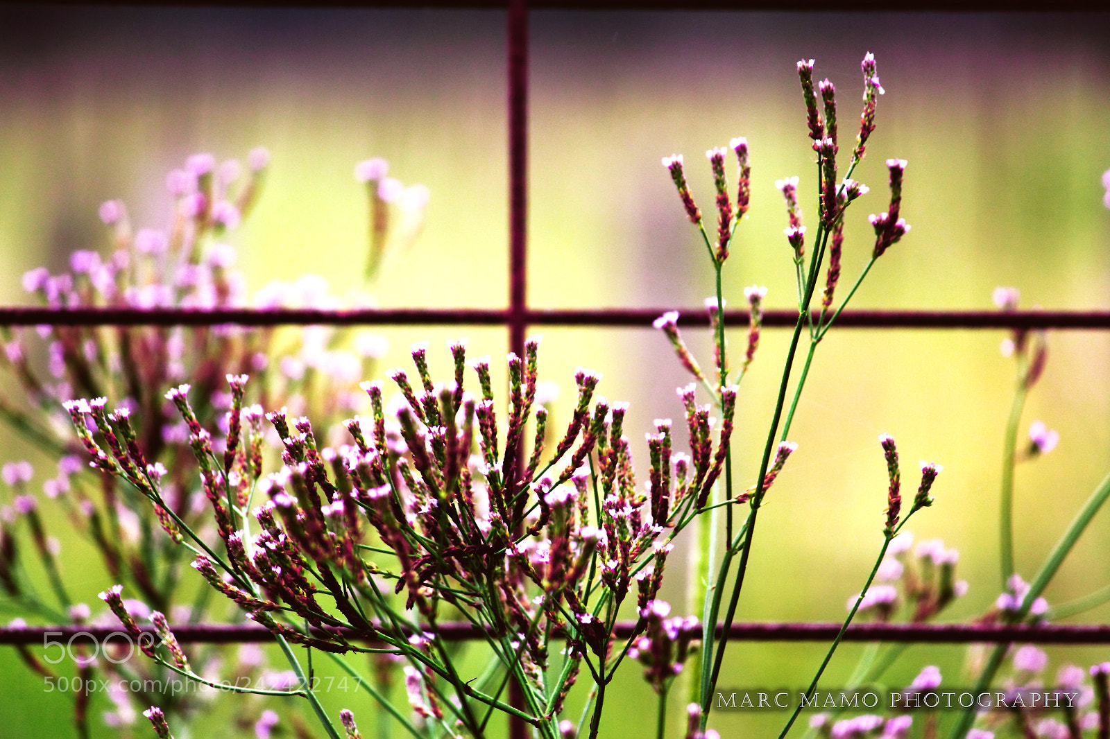 Canon EOS 550D (EOS Rebel T2i / EOS Kiss X4) sample photo. Gate photography