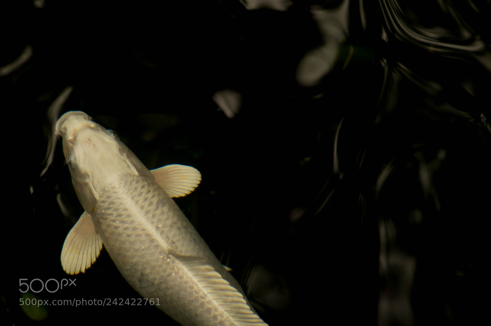 Pentax K-r sample photo. White carp photography