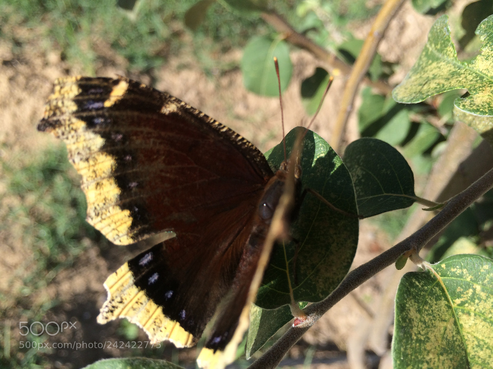 Apple iPhone 5s sample photo. Black beauty photography